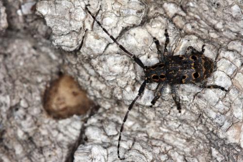 Mesosa curculionoides